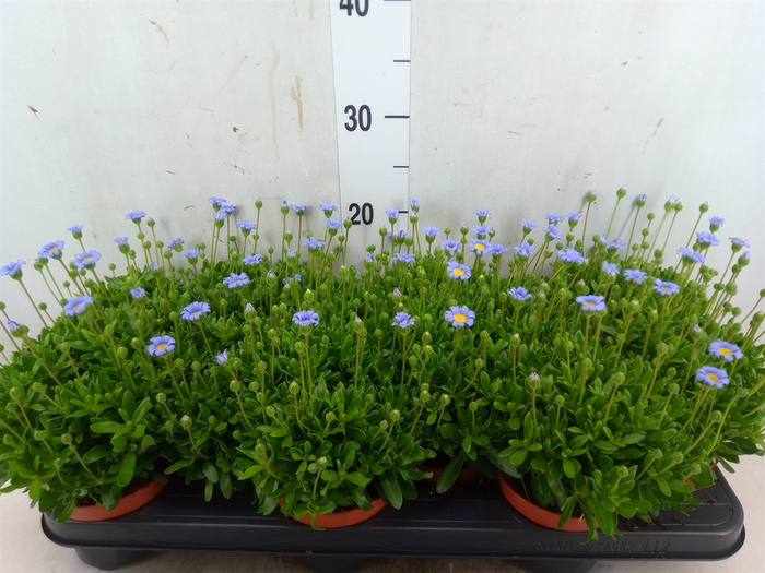 <h4>Felicia amell. 'Felicitara Blue'</h4>