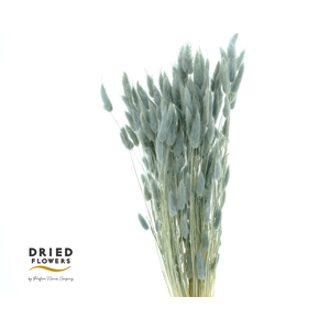 Dried Bleached Lagurus Grey 100gr