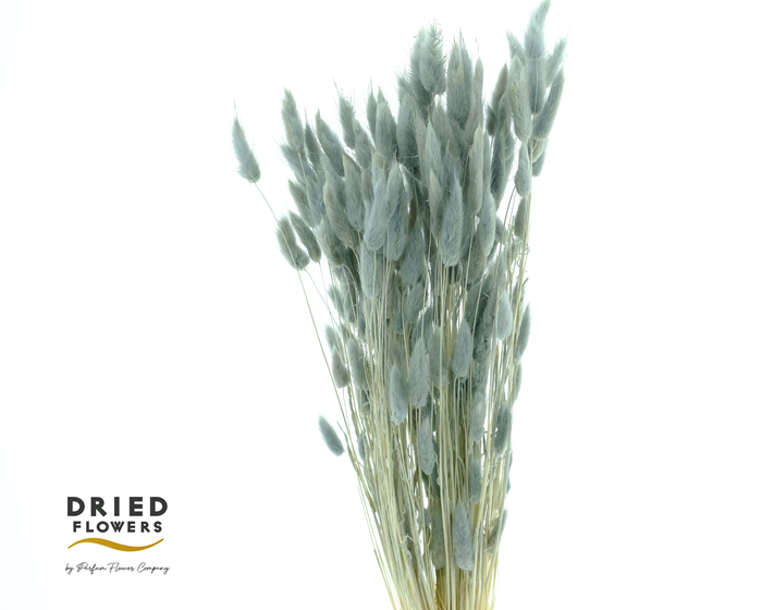 Dried Bleached Lagurus Grey 100gr