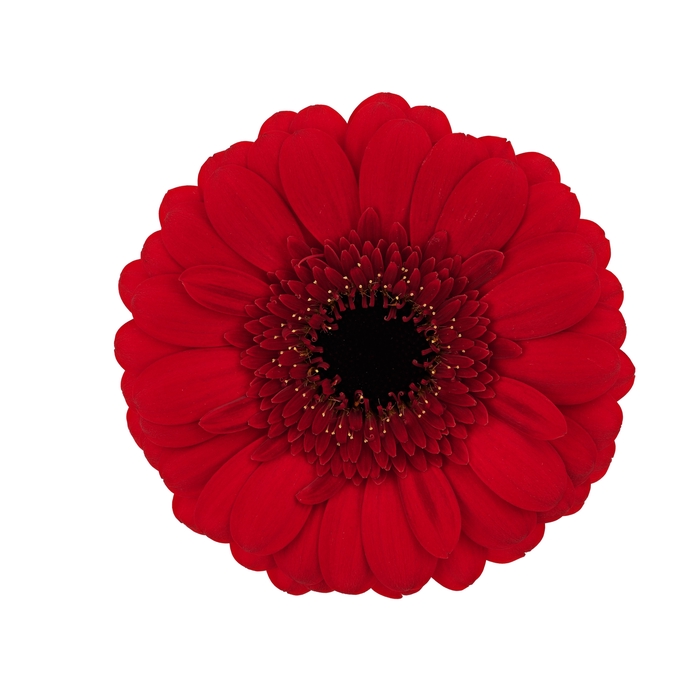 <h4>GE MI RED RUBY</h4>