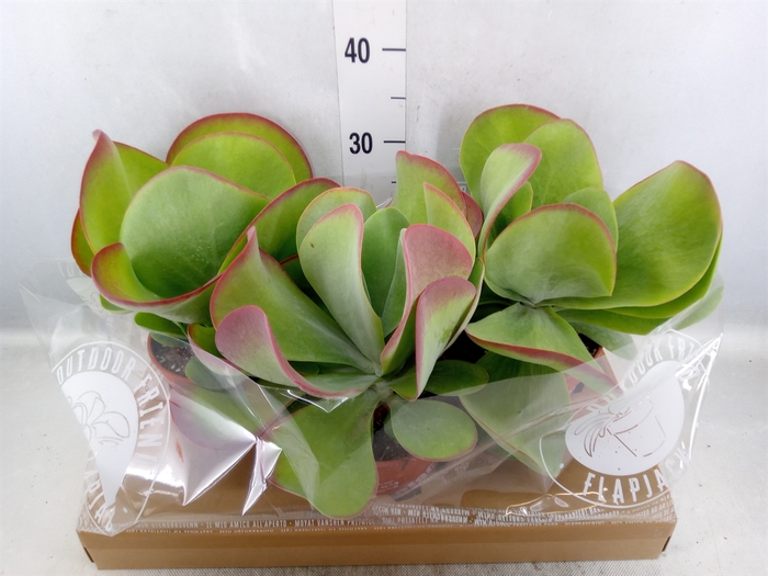 <h4>Kalanchoe NF thyrsiflora</h4>