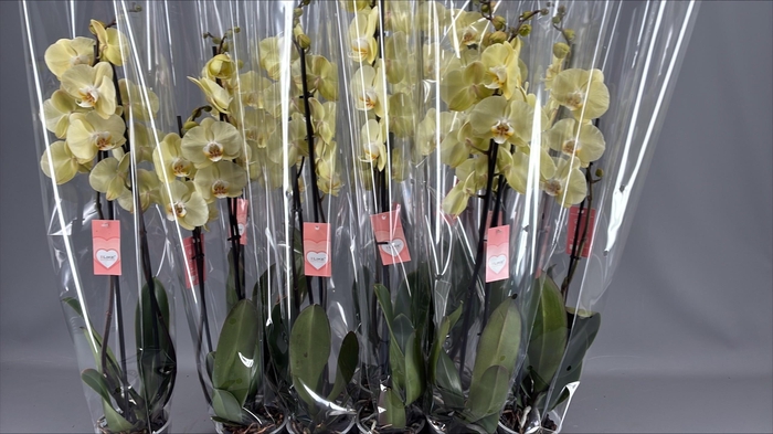 <h4>PHAL GOLDEN COIN</h4>