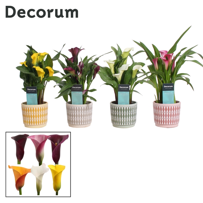 <h4>Zantedeschia Mix in Ompot Diana (Decorum)</h4>