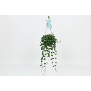 Hoya Mathilde