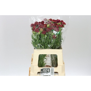 Scabiosa Atr Raspberry Scoop