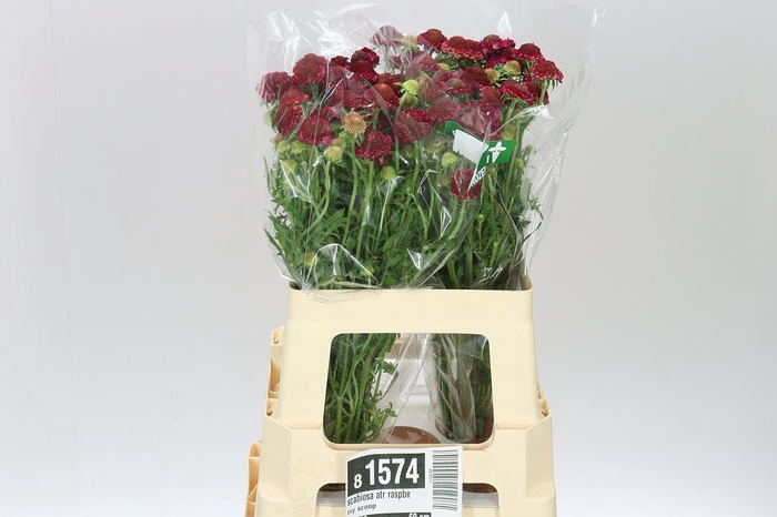 <h4>Scabiosa Atr Raspberry Scoop</h4>