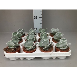 Cotyledon  'Coral'