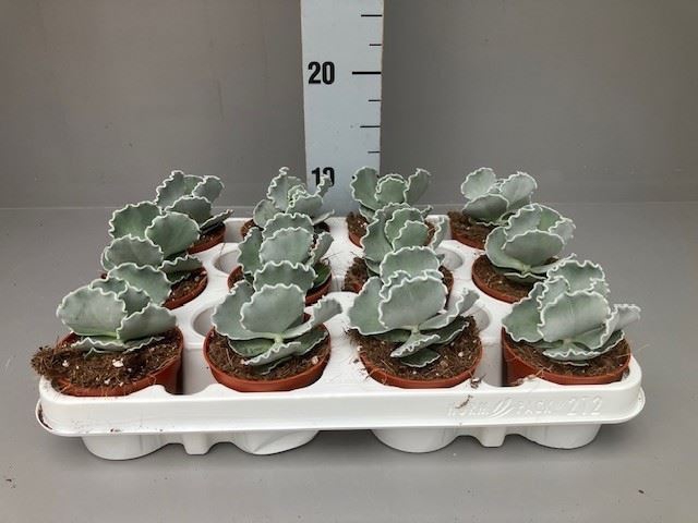 <h4>Cotyledon  'Coral'</h4>