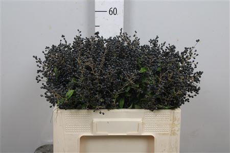 <h4>Ligustrum Ov Libelle Black</h4>