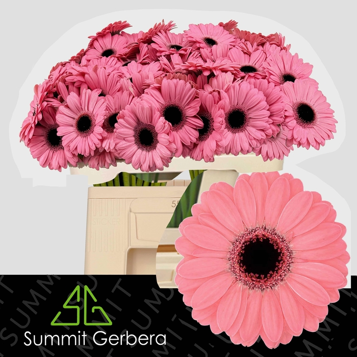 <h4>GE MI JOLIE</h4>