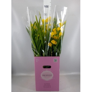 Cymbidium   ...