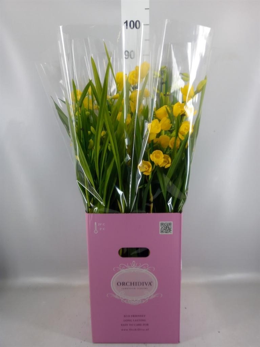 <h4>Cymbidium   ...</h4>