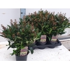 Skimmia Jap Rubella 22+