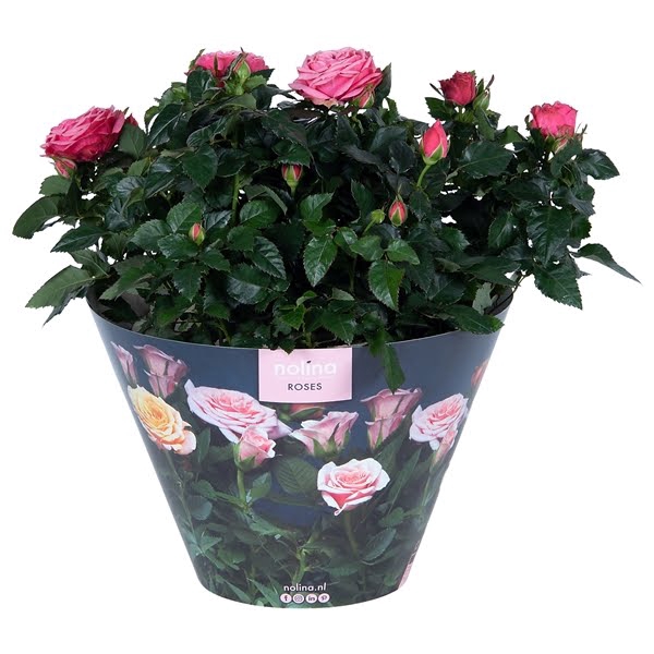 <h4>Nolina Roses Excellent Bowl Ø 23 Pink</h4>