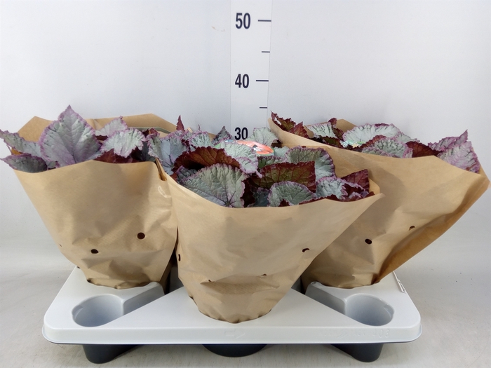 <h4>Begonia BD 'Hawaiian Silver'</h4>