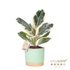 FICUS ELASTICA P12