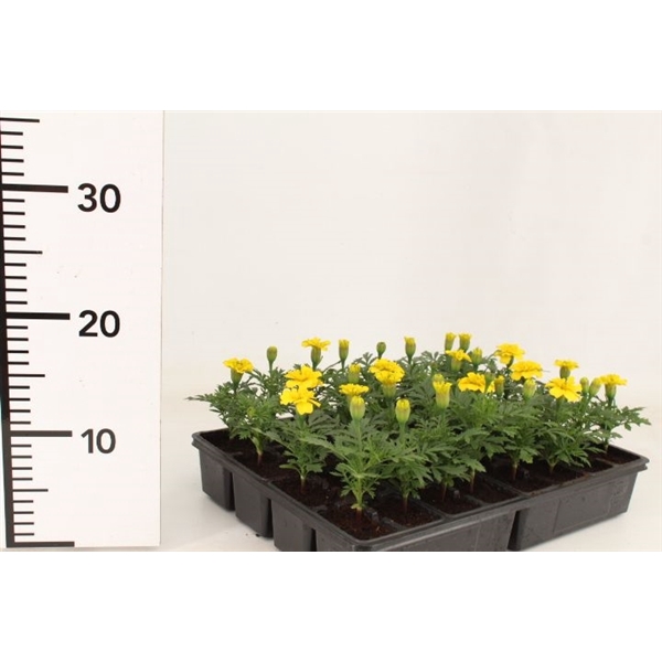 <h4>Tagetes geel / Tagetes yellow / Afrikanen geel</h4>