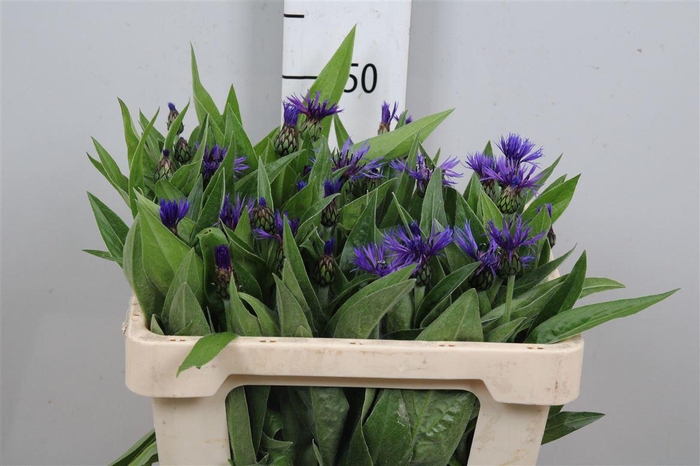 <h4>Centau Montana</h4>