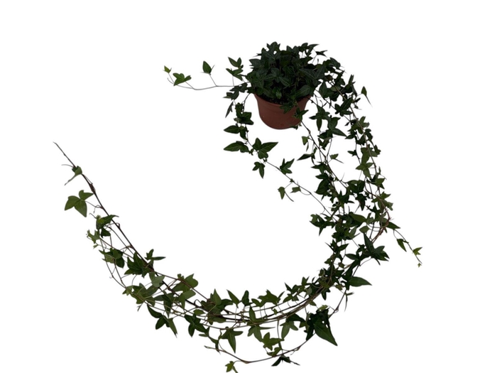 <h4>Hedera helix 'Shamrock'</h4>