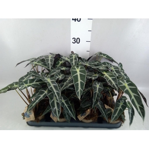 Alocasia   ...
