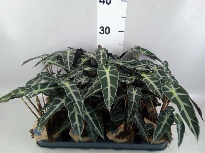 <h4>Alocasia ...</h4>