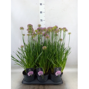 Allium  'Millenium'
