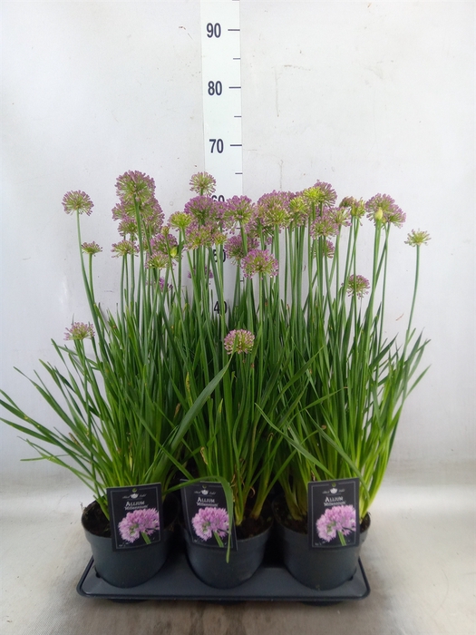 <h4>Allium  'Millenium'</h4>