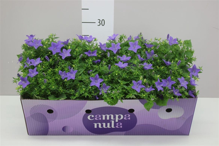 <h4>Campanula Is Napoli In Decobox</h4>