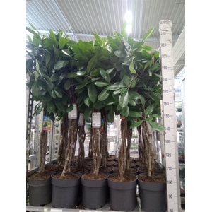 Ficus   ...