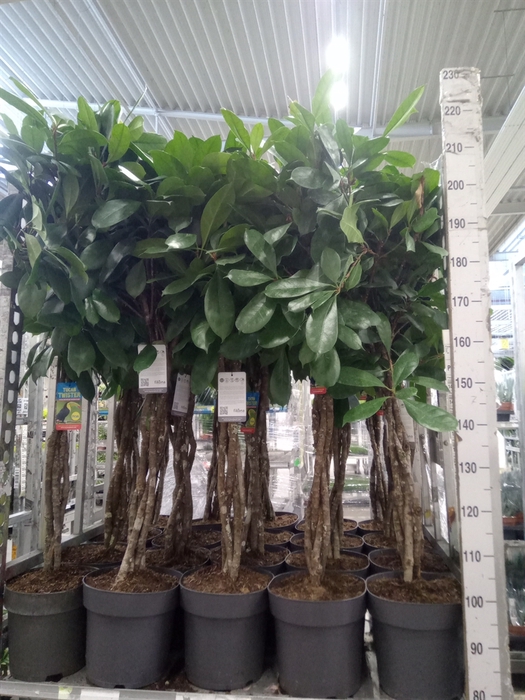 <h4>Ficus   ...</h4>