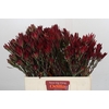 Leucadendron Blush Spray
