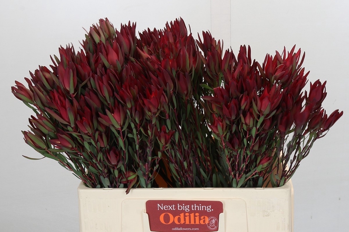 Leucadendron Blush Spray