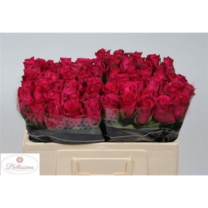 Rosa a grande fleur Ever Pink