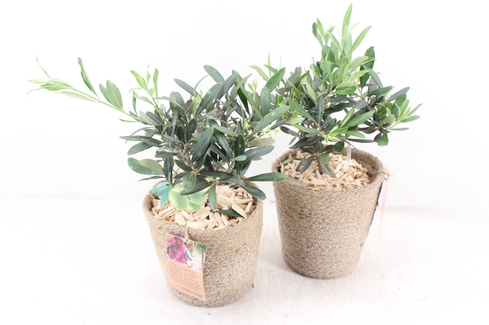 <h4>arr3 SN - Jute mand 250/4</h4>