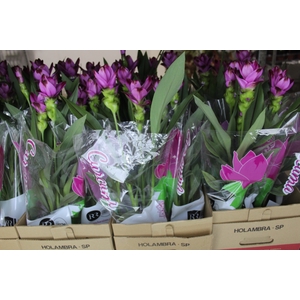 CURCUMA SIAM SPLASH P15