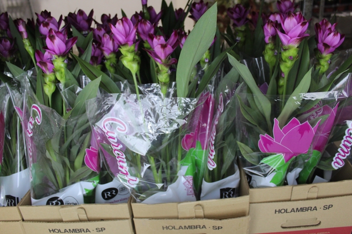 CURCUMA SIAM SPLASH P15