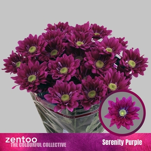 CHR T SERENIT PURPLE