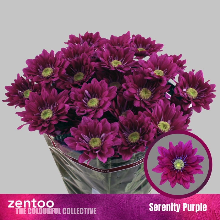 <h4>CHR T SERENIT PURPLE</h4>