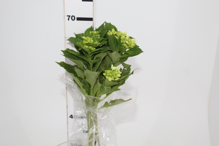 <h4>HORTENSIA BROTO VERDE</h4>