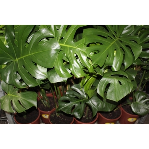 MONSTERA DELICIOSA P23