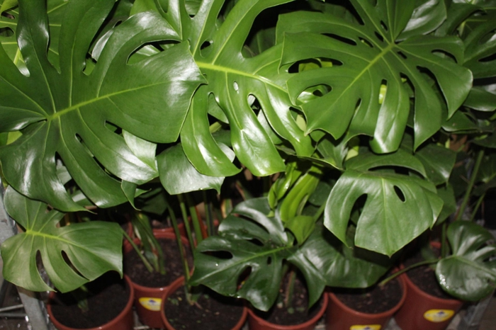 <h4>MONSTERA DELICIOSA P23</h4>