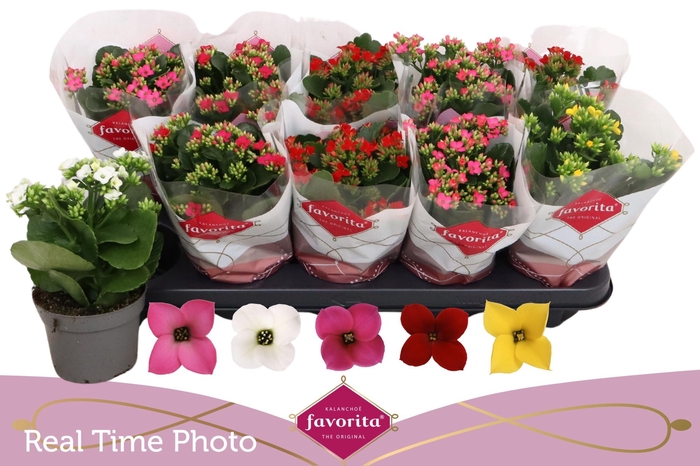 <h4>KAL EN GEM 5 KL</h4>