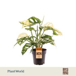 Monstera obiqua monkey 'Japanese Tricolour'