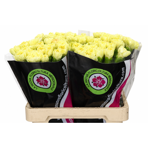 Dianthus St Zelda