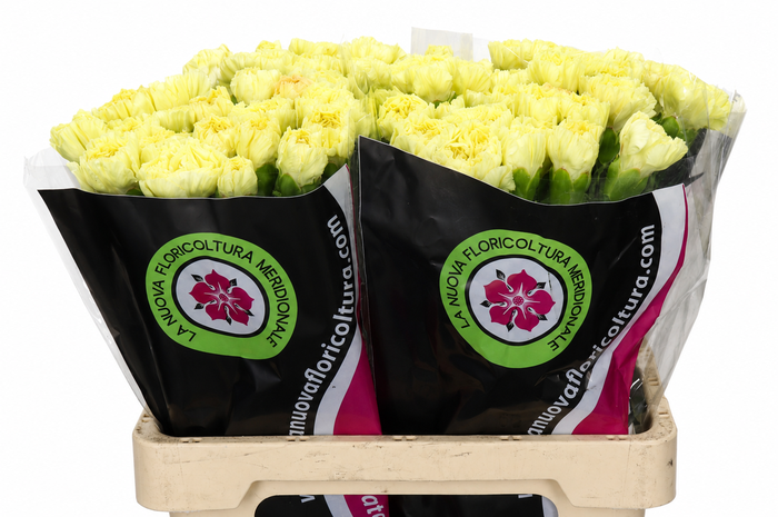 <h4>Dianthus St Zelda</h4>