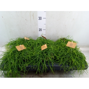 Rhipsalis   ...