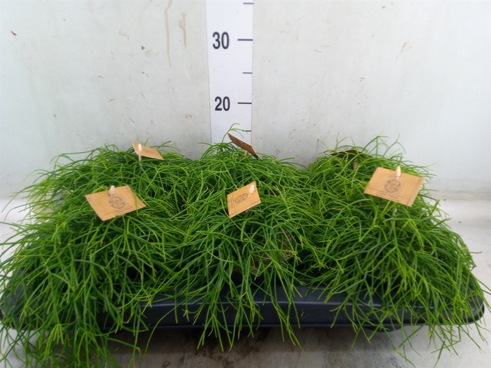 <h4>Rhipsalis   ...</h4>