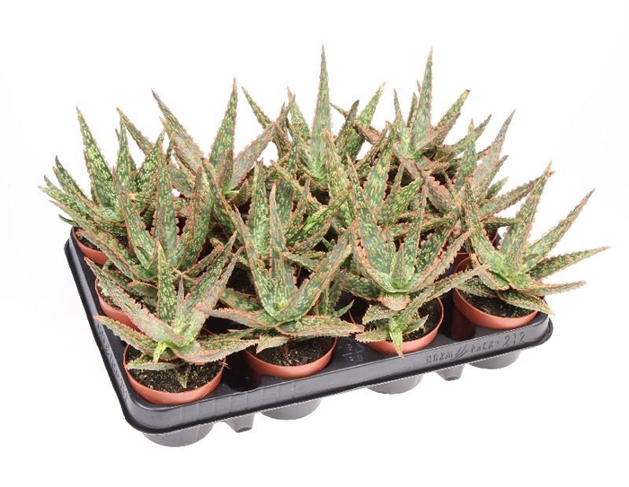 <h4>Aloe Overig Vitro, AL8009</h4>