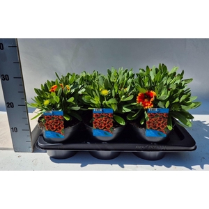 Gaillardia