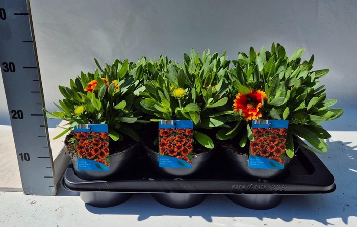 <h4>Gaillardia</h4>